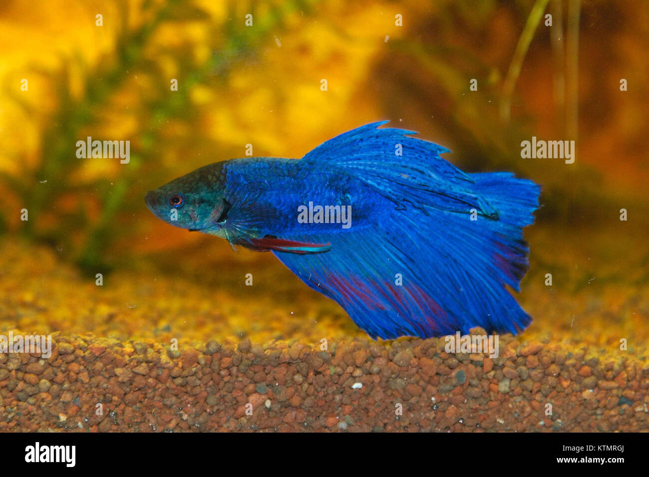 Fighting Fish Types Bettasplendens known siamese fighting hi-res stock photography and ...