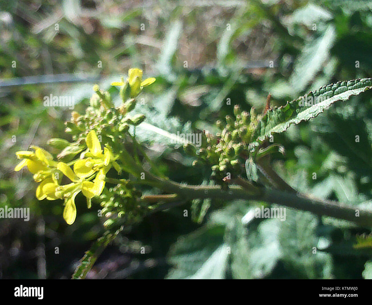 Barbarea intermedia Floracion 2010 2 06 LagunadeCaracuel Stock Photo