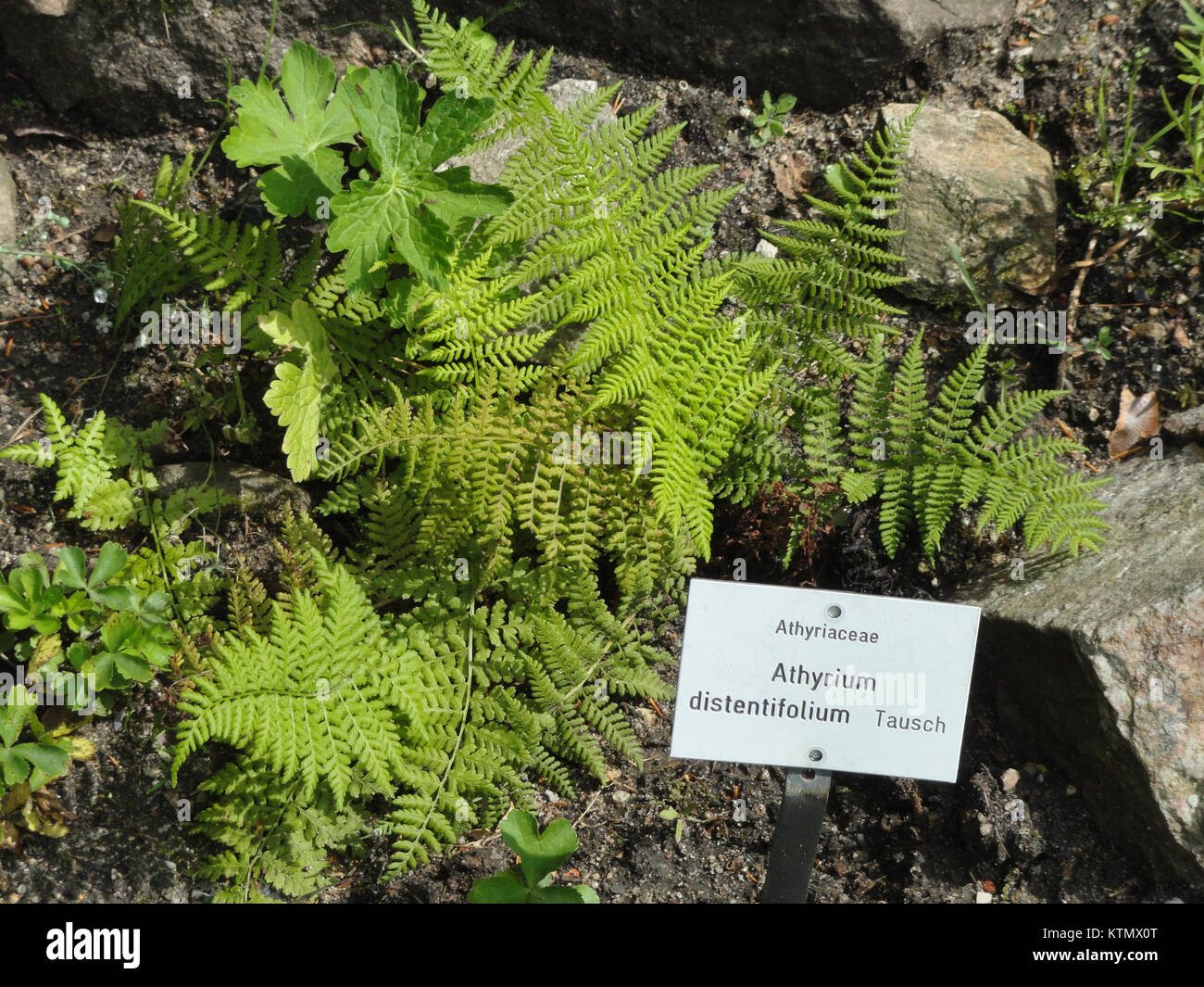 Main fern species hi-res stock photography and images - Alamy