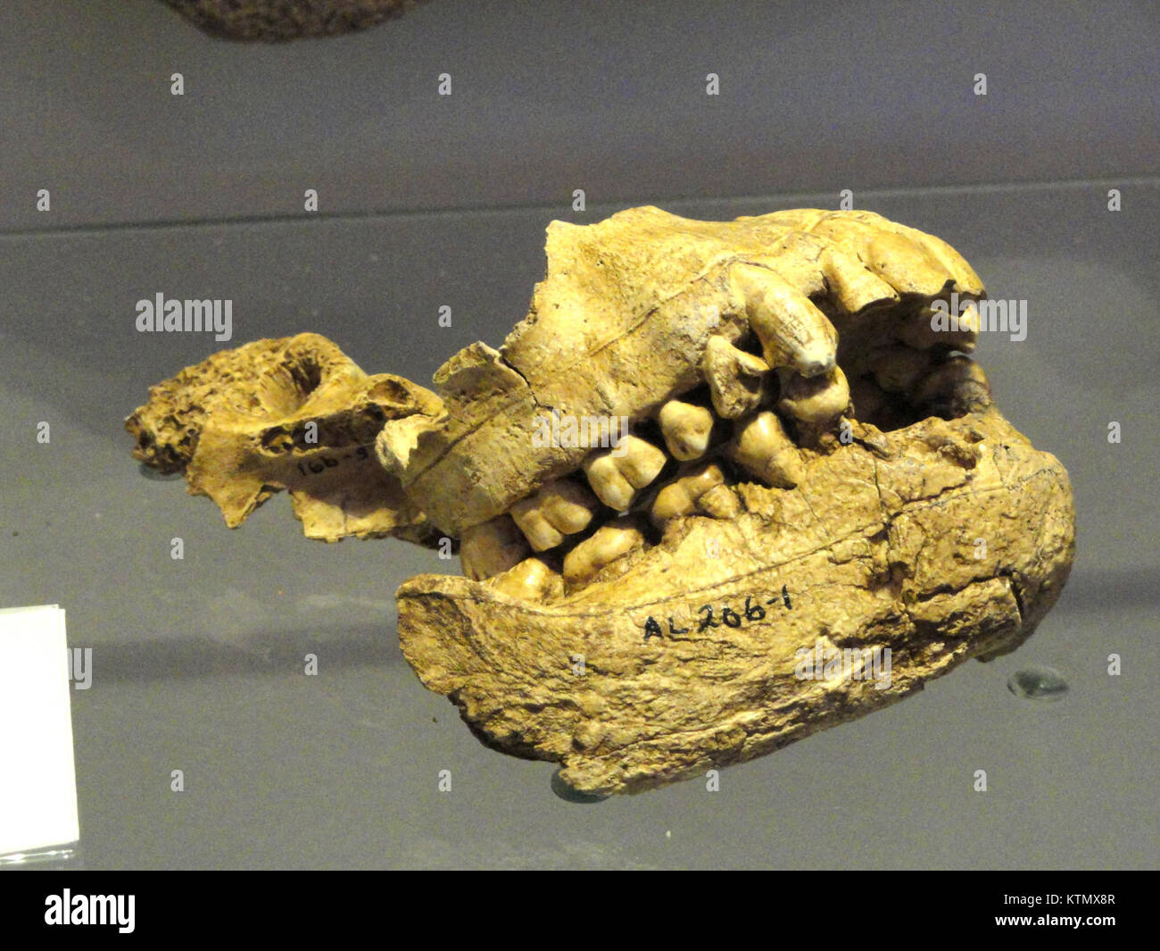 Australopithecus afarensis is an early hominin species whose fossil evidence, displayed at the Finnish Museum of Natural History, provides insights into human evolution. Stock Photo