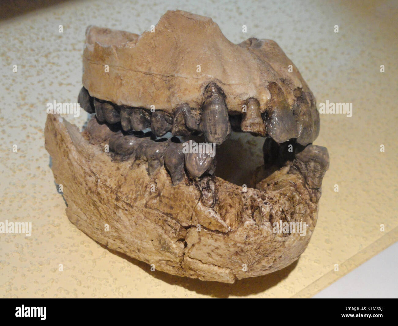 The fossilized jaw of an Australopithecus afarensis was discovered in the Arppeanum region. These fossils provide critical insights into human evolution and are an important part of paleoanthropological research. Stock Photo