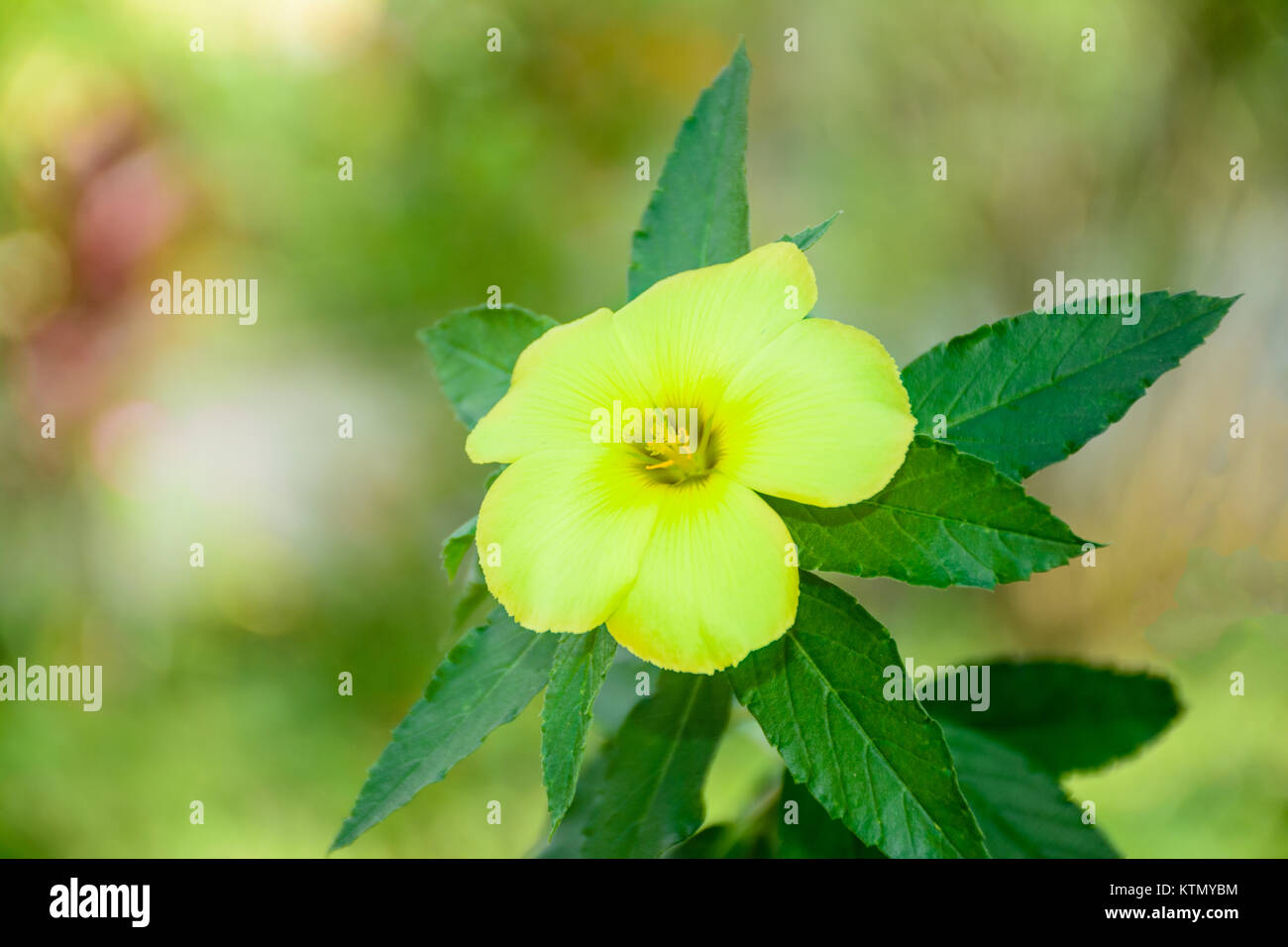 closeup photo of flower, Daminana Stock Photo