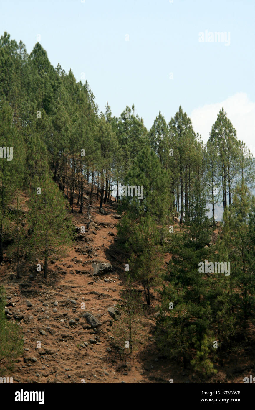 Scarce trees hires stock photography and images Alamy