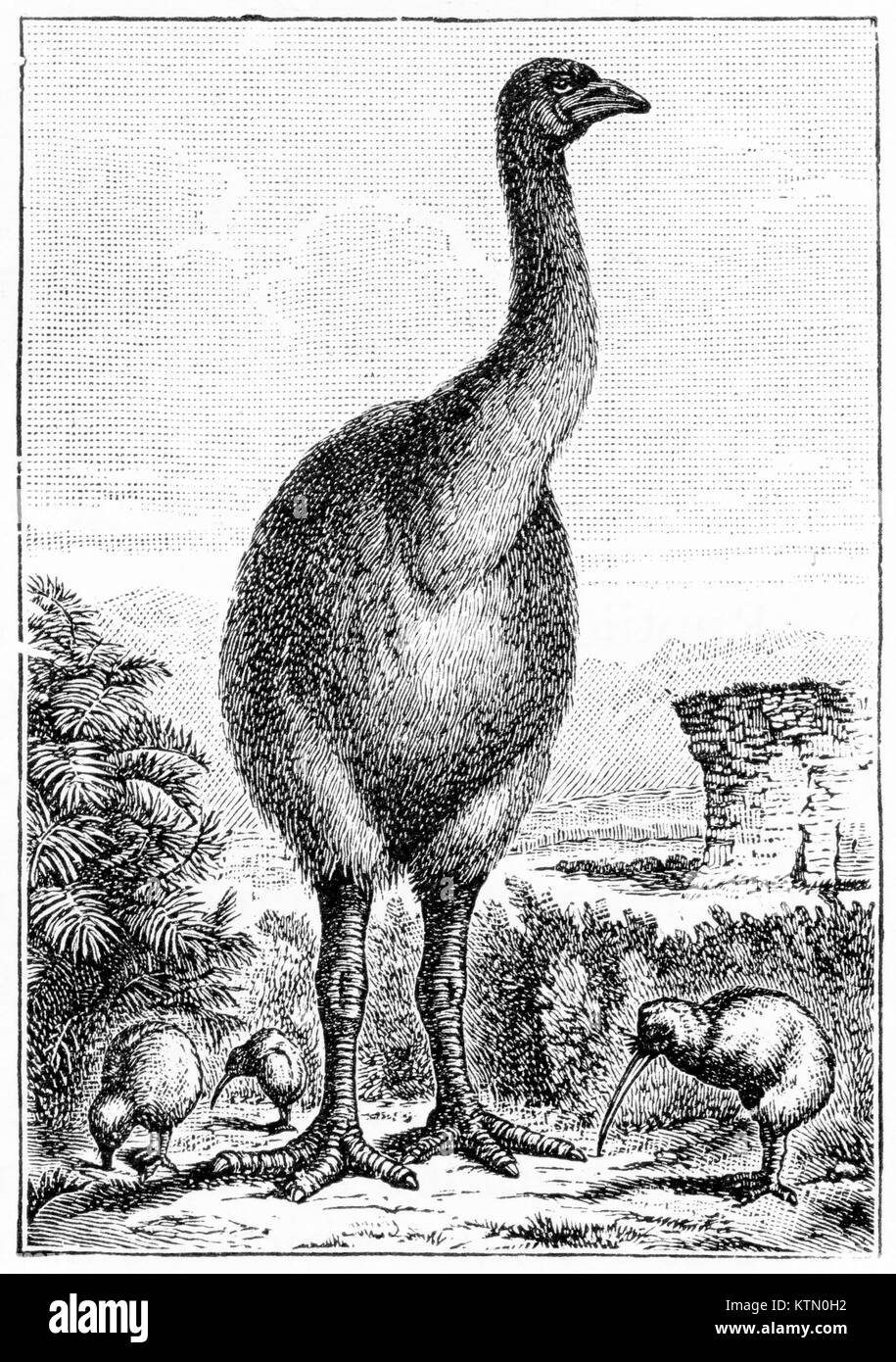 Engraving of an extinct New Zealand moa and a kiwi. From Outlines of Zoology by Thomson, 1906. Stock Photo