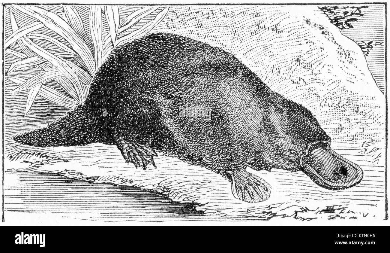 Engraving of an Australian duck-billed platypus, Ornithorhyncus paradoxus. From Outlines of Zoology by Thomson, 1906. Stock Photo