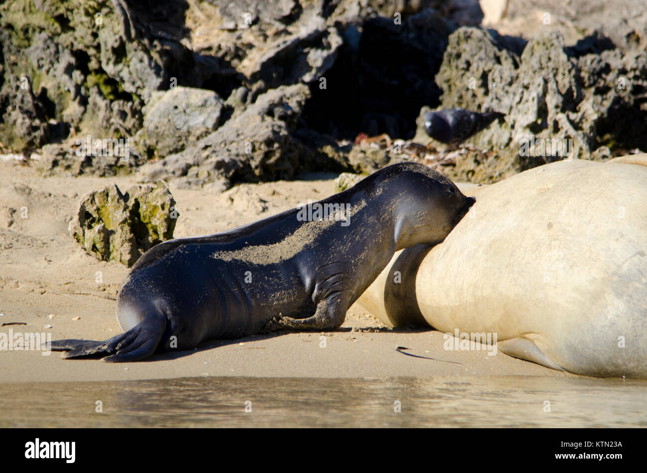 Female Southern Elephant Seal and Pup (Mirounga leonina) Shoalwater Islands Marine Park, Western Australia Stock Photo