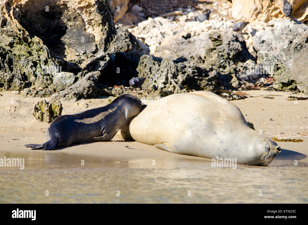 Female Southern Elephant Seal and Pup (Mirounga leonina) Shoalwater Islands Marine Park, Western Australia Stock Photo
