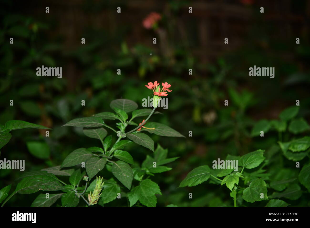 Crossandra flower trees with green background Stock Photo - Alamy