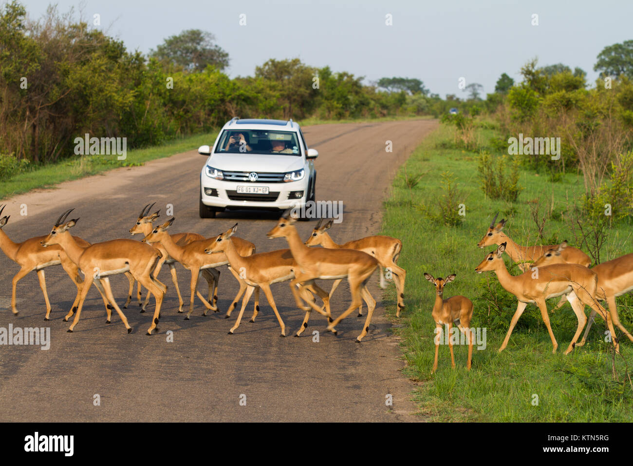 Impala (rooibok) crossing the road in Kruger National Park, South Africa Stock Photo