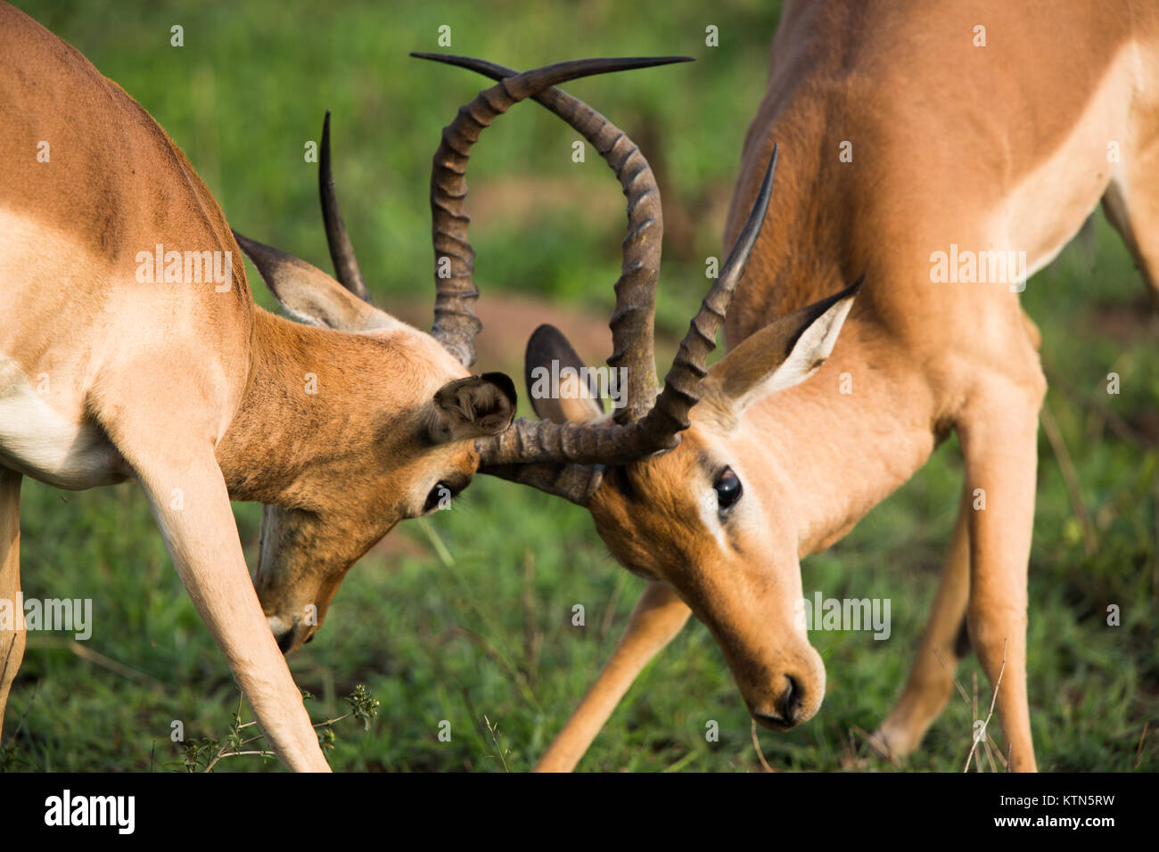 Impala (rooibok) locking horns in Kruger National Park, South Africa Stock Photo