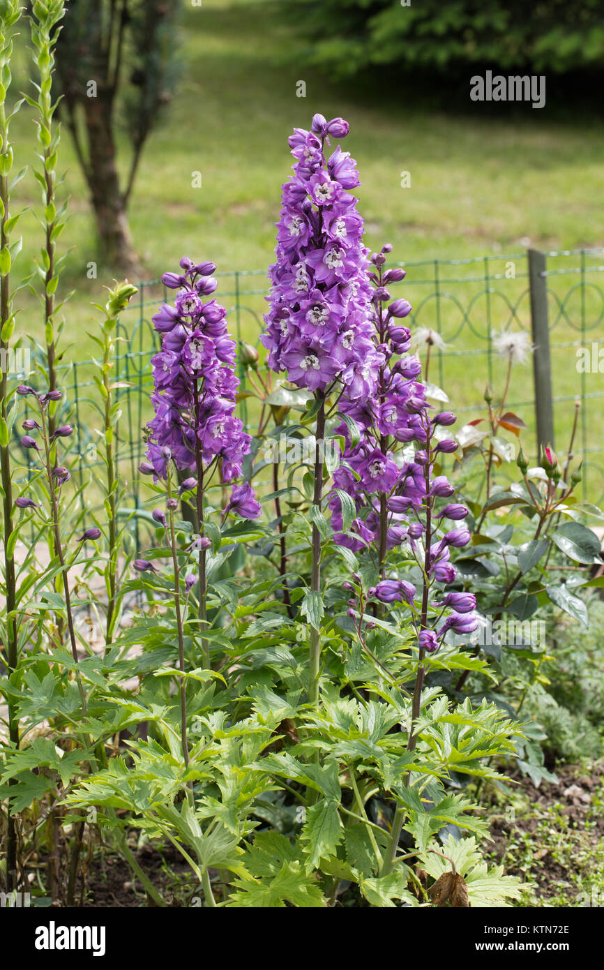 Purple Delphinium Flower in Garden Stock Photo - Alamy
