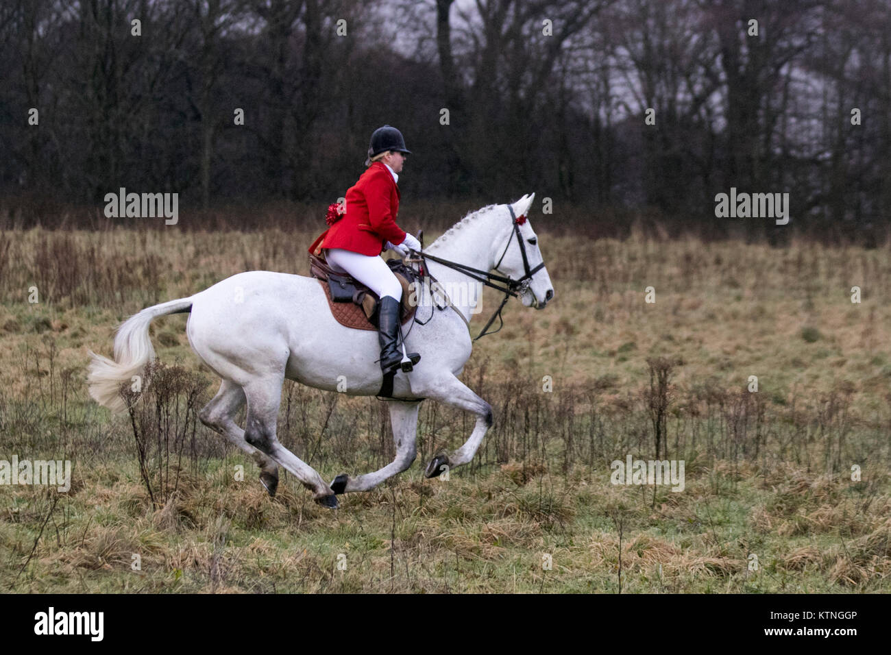 Lancashire, UK. 26th December, 2017. Horses and foxhounds for Holcombe Hunt’s traditional Boxing Day meet turned out under the leadership of Hunt Master Sue Simmons on her white horse.  The Holcombe Hunt is a thriving organisation that attracts active support from hundreds of people of all ages and from all walks of life.  Credit; MediaWorldImages/AlamyLiveNews. Stock Photo