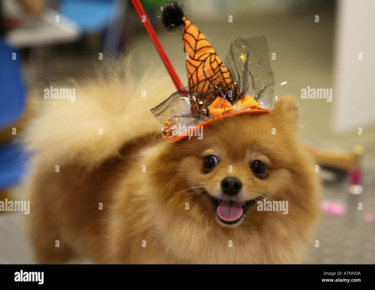 How much is the Pomeranian Spitz in Russia How much is the Pomeranian Spitz in Russia