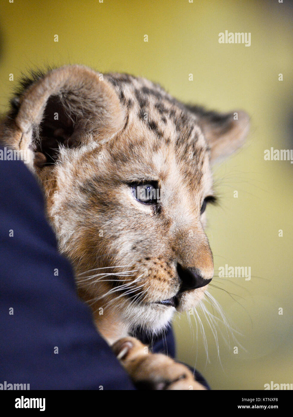 Zoo pilsen lion hi-res stock photography and images - Alamy