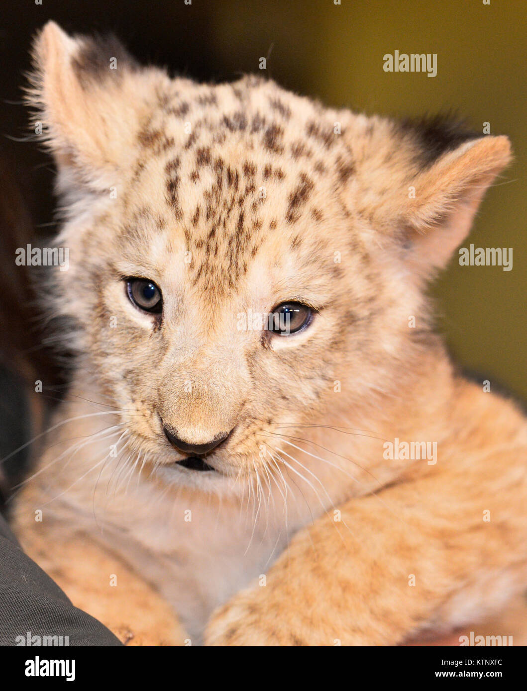 Zoo pilsen lion hi-res stock photography and images - Alamy