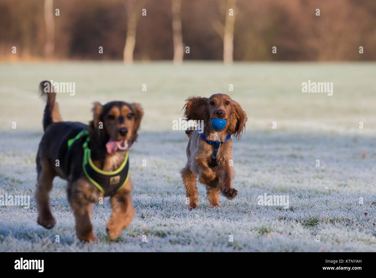 Kidderminster, UK. 28th December, 2017. UK weather: everyone is out enjoying the glorious morning sunshine after a freezing start with treacherous road conditions. Credit: Lee Hudson/Alamy Live News Stock Photo