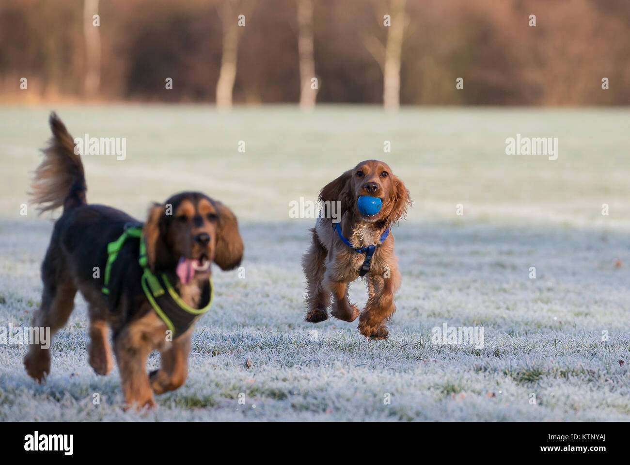 Kidderminster, UK. 28th December, 2017. UK weather: everyone is out enjoying the glorious morning sunshine after a freezing start with treacherous road conditions. Credit: Lee Hudson/Alamy Live News Stock Photo
