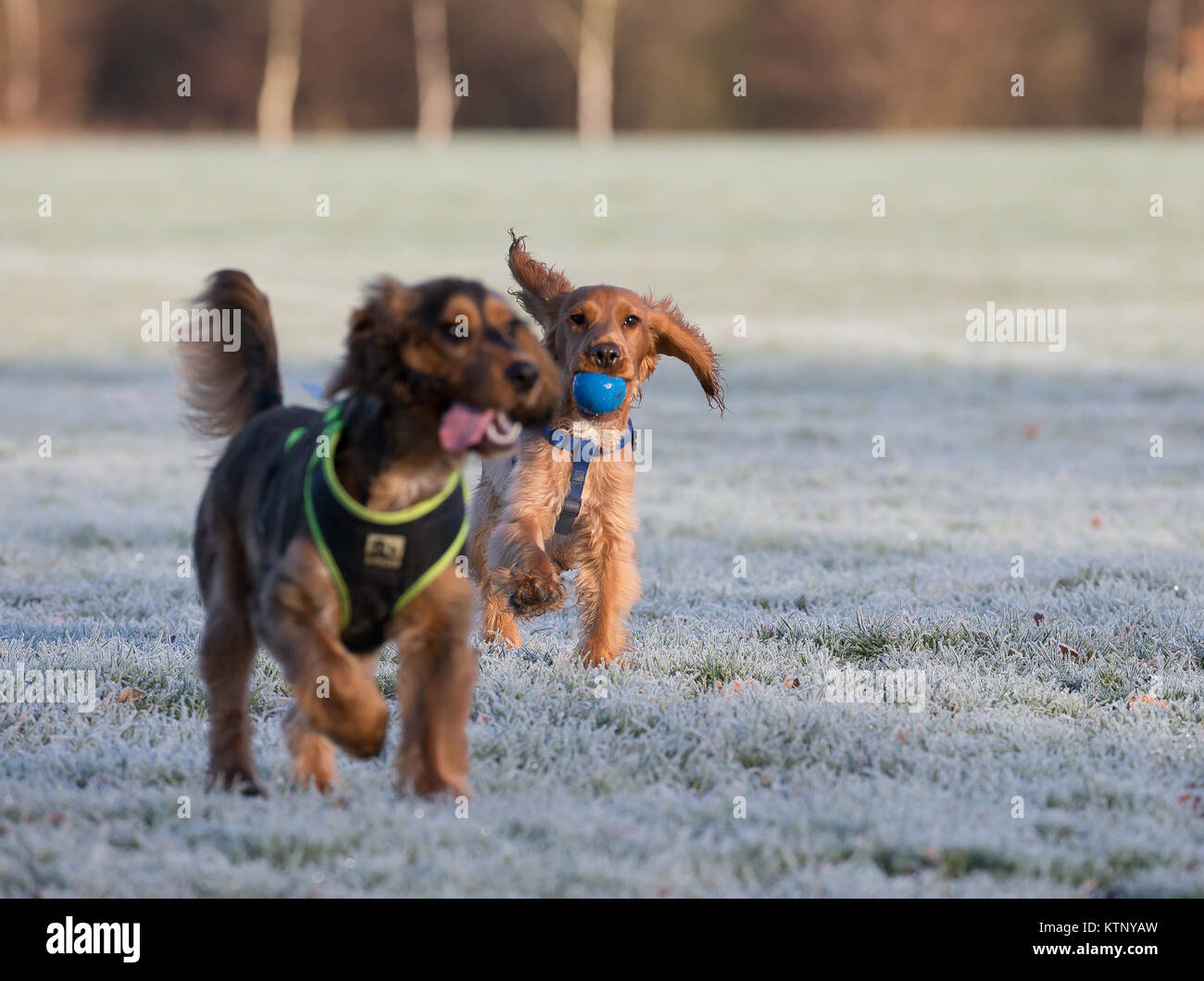 Kidderminster, UK. 28th December, 2017. UK weather: everyone is out enjoying the glorious morning sunshine after a freezing start with treacherous road conditions. Credit: Lee Hudson/Alamy Live NewsEnergetic Stock Photo