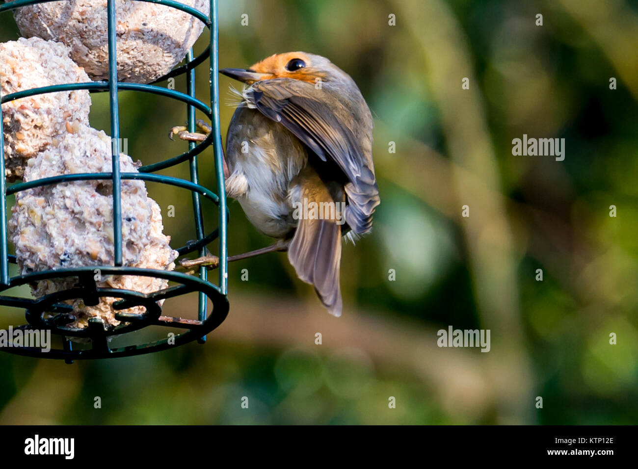 Melton Mowbray, UK. 28th Dec, 2017. Snow covered gardens icey roads chilly winds Robin and Blue tits visit high proteen garden feeders during the cold spell, the cold spell is set to stay until the weekend when warmer air moves across the country. : Credit: Clifford Norton/Alamy Live News Stock Photo