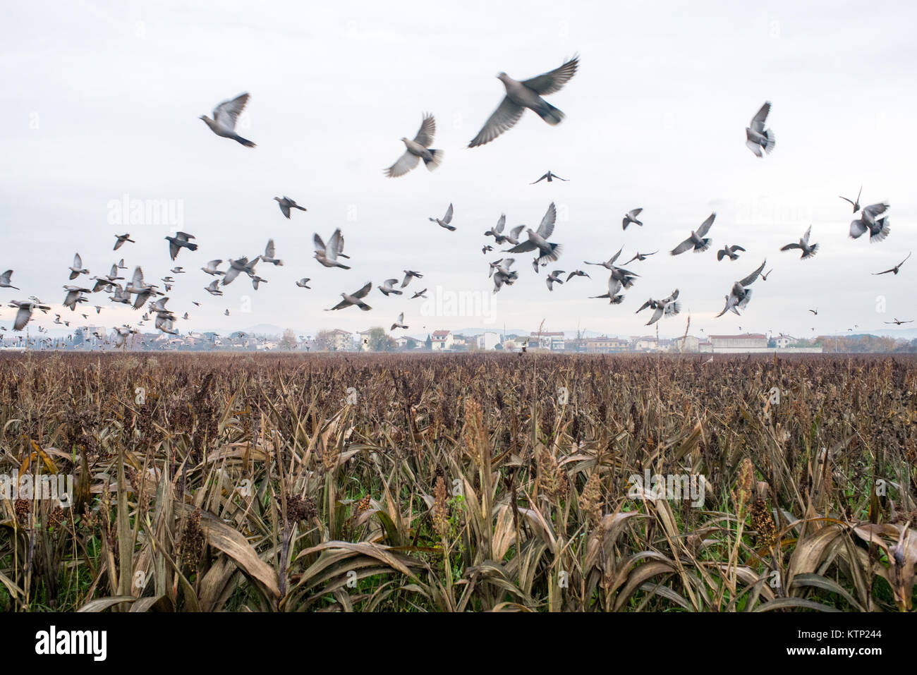View of a flock of birds flying from a mile field in the Tuscan countryside on a gray day Stock Photo