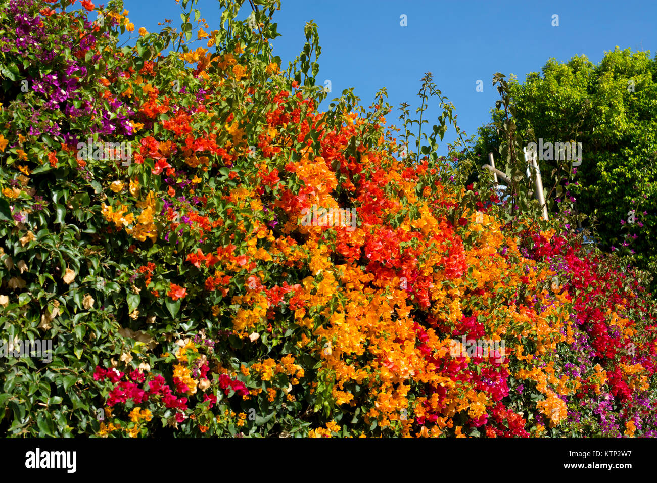 Multi-coloured Bougainvillea flowers, Lanzarote, Canary Islands, Spain. Stock Photo