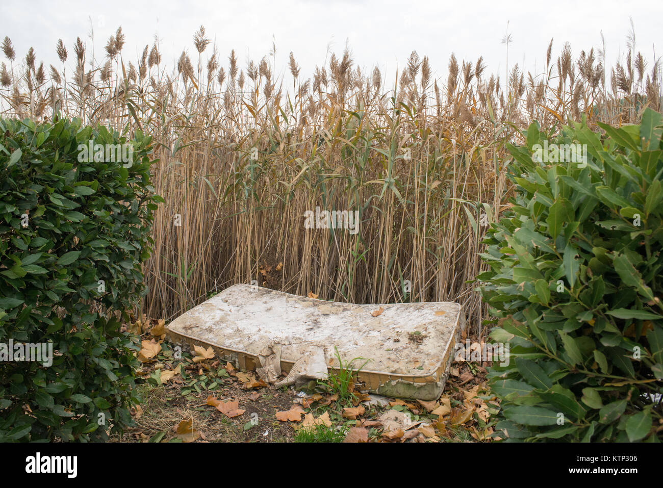 Front view of an old abandoned mattress as waste in a reed thicket on a
