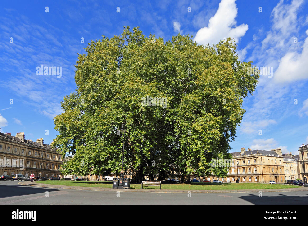 Trees growing in the middle of 'The Circus', Bath Stock Photo