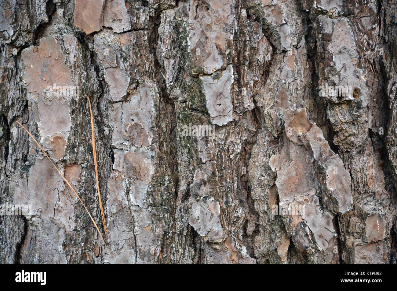 Yellow pine bark hi-res stock photography and images - Alamy