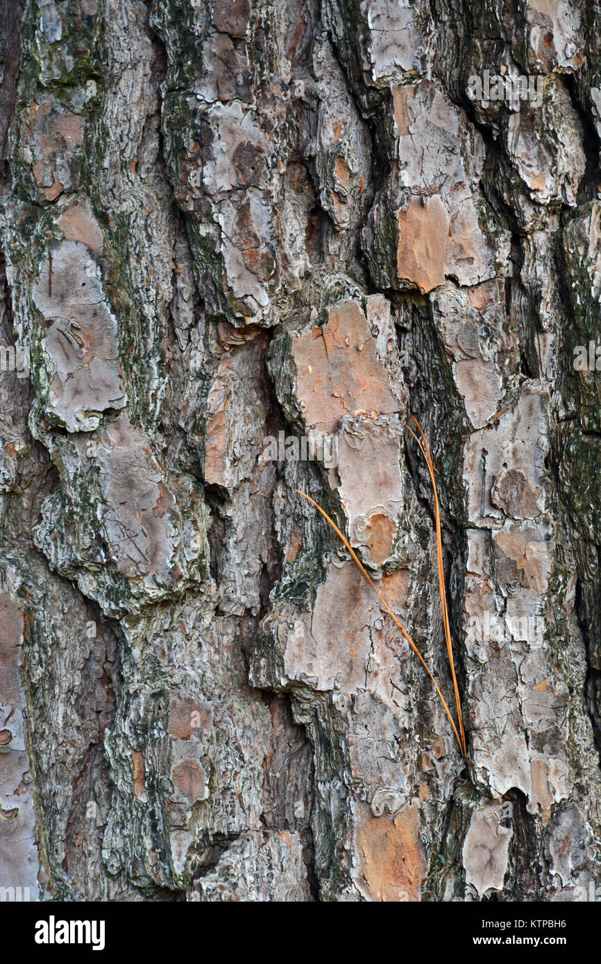 Close up of the thick bark on a Loblolly or Yellow Pine tree. Stock Photo