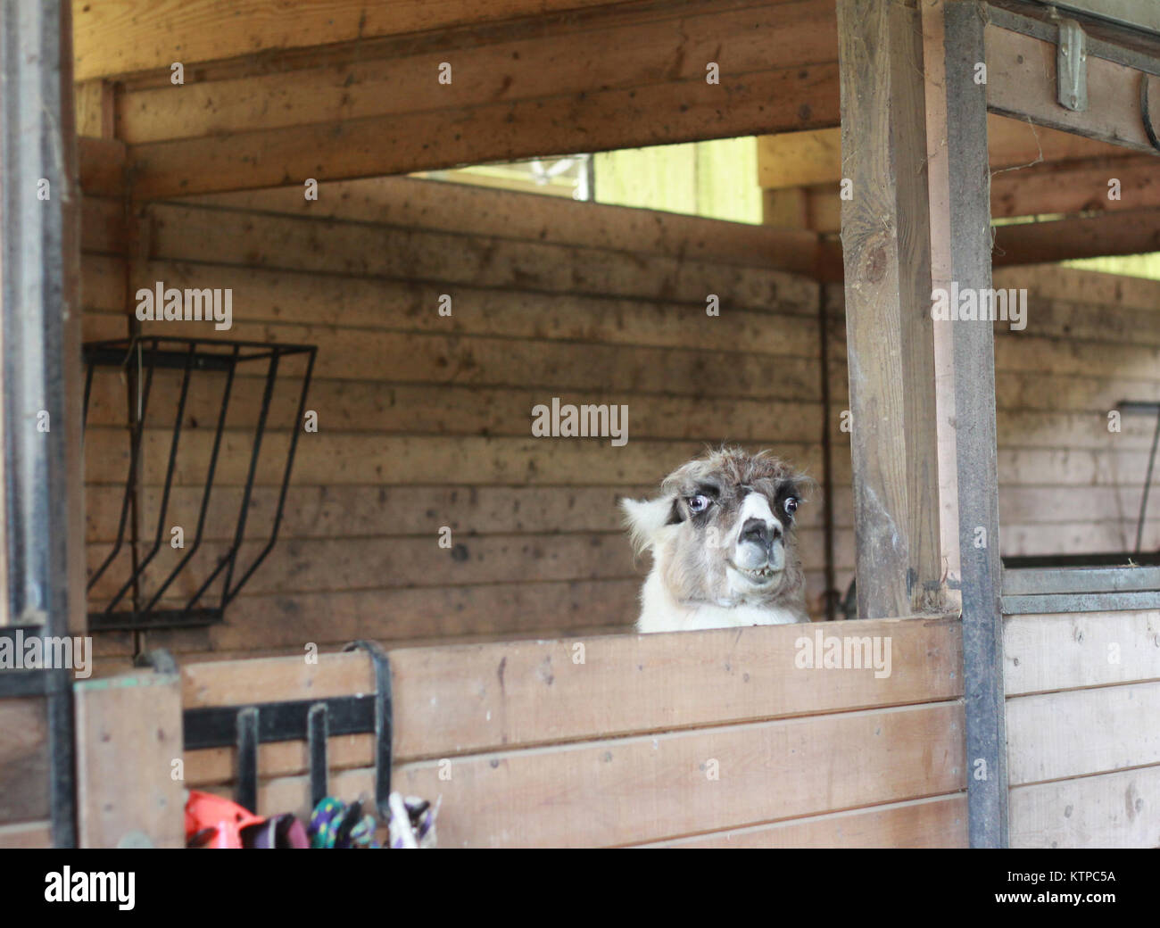 laughing llama inside a barn Stock Photo