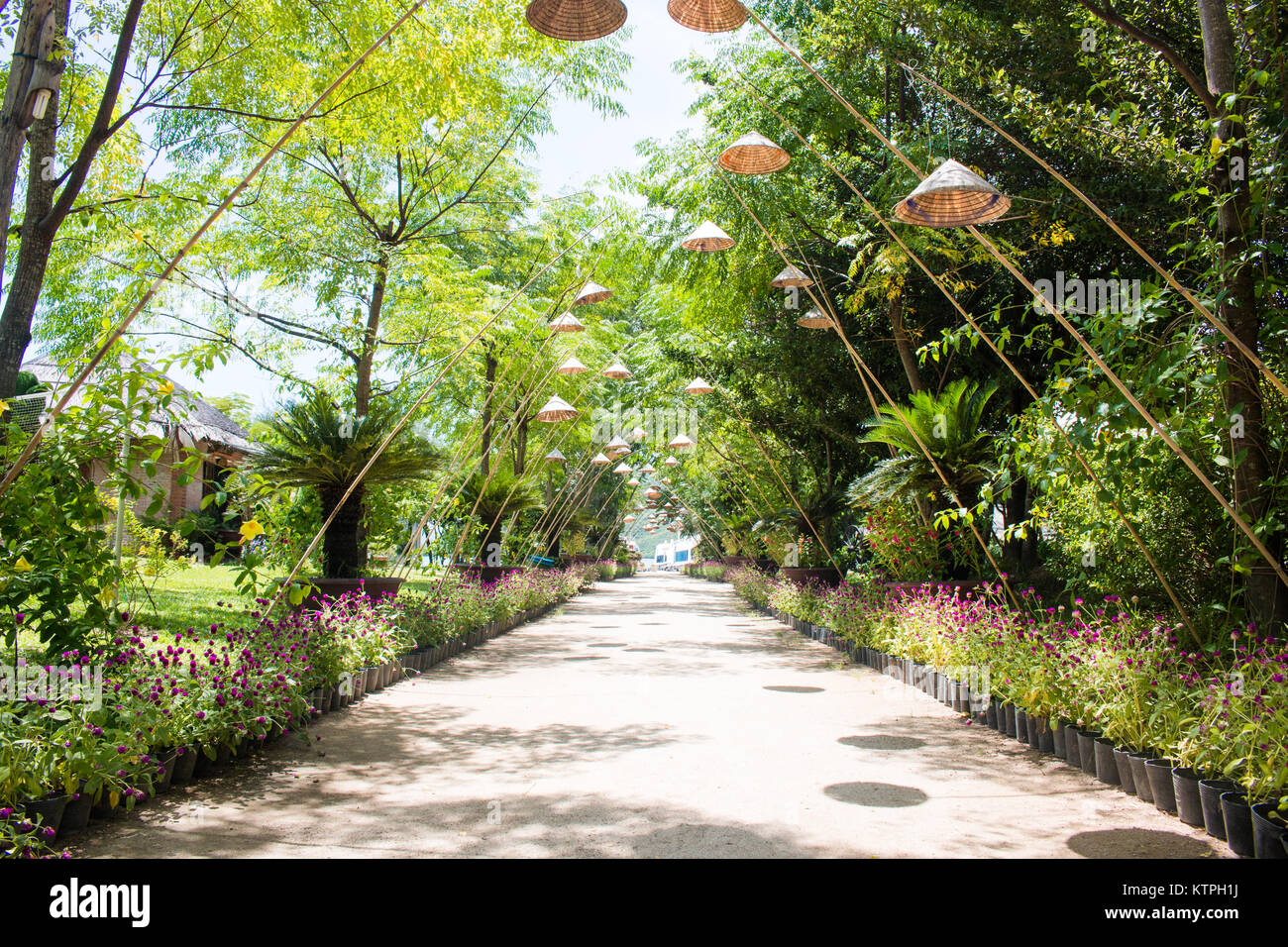Summer in the park trees alley Stock Photo - Alamy