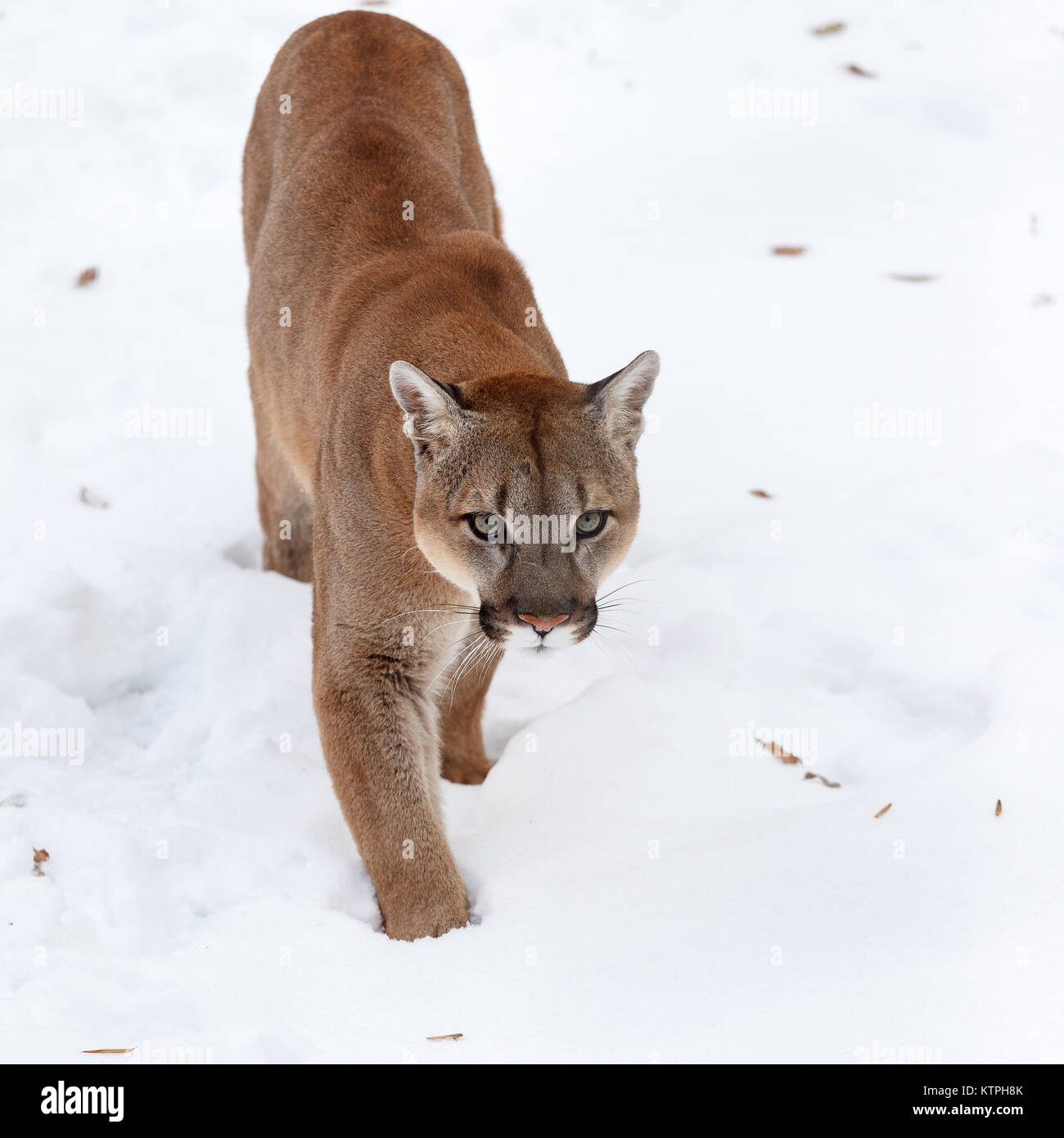 Puma in the woods, single cat on snow Stock Photo - Alamy