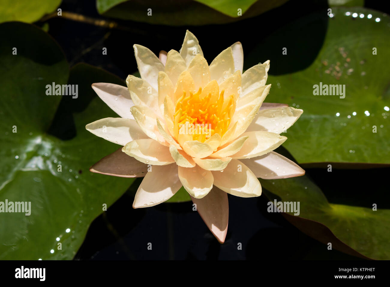 Lotus flowers, water lily, yellow Stock Photo - Alamy