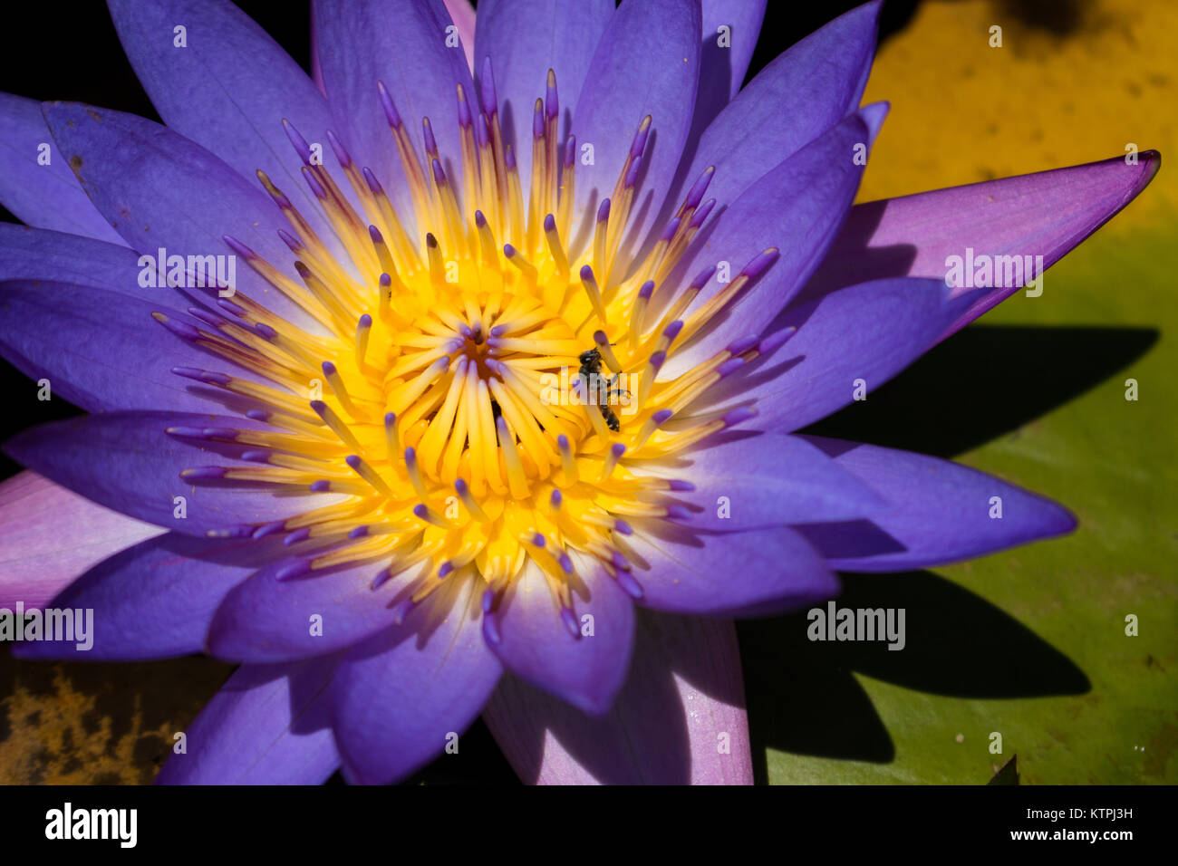Close up of violet water lily, bee on the flower Stock Photo - Alamy