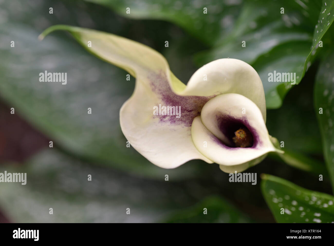 The head of the Calla Lily in close up Stock Photo