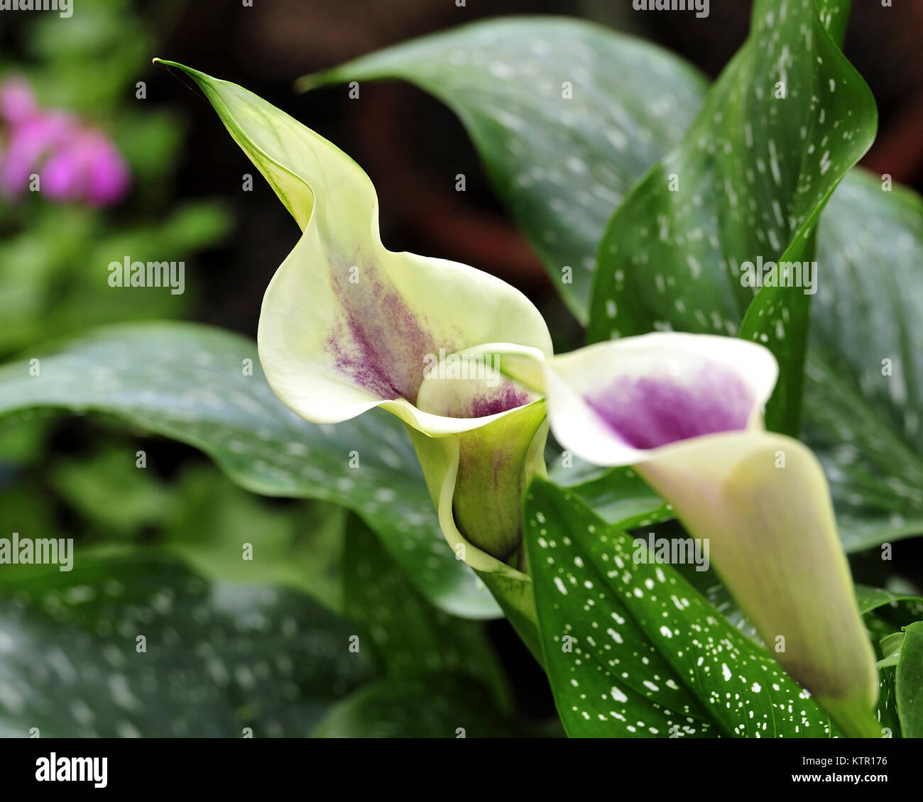 The head of the Calla Lily in close up Stock Photo