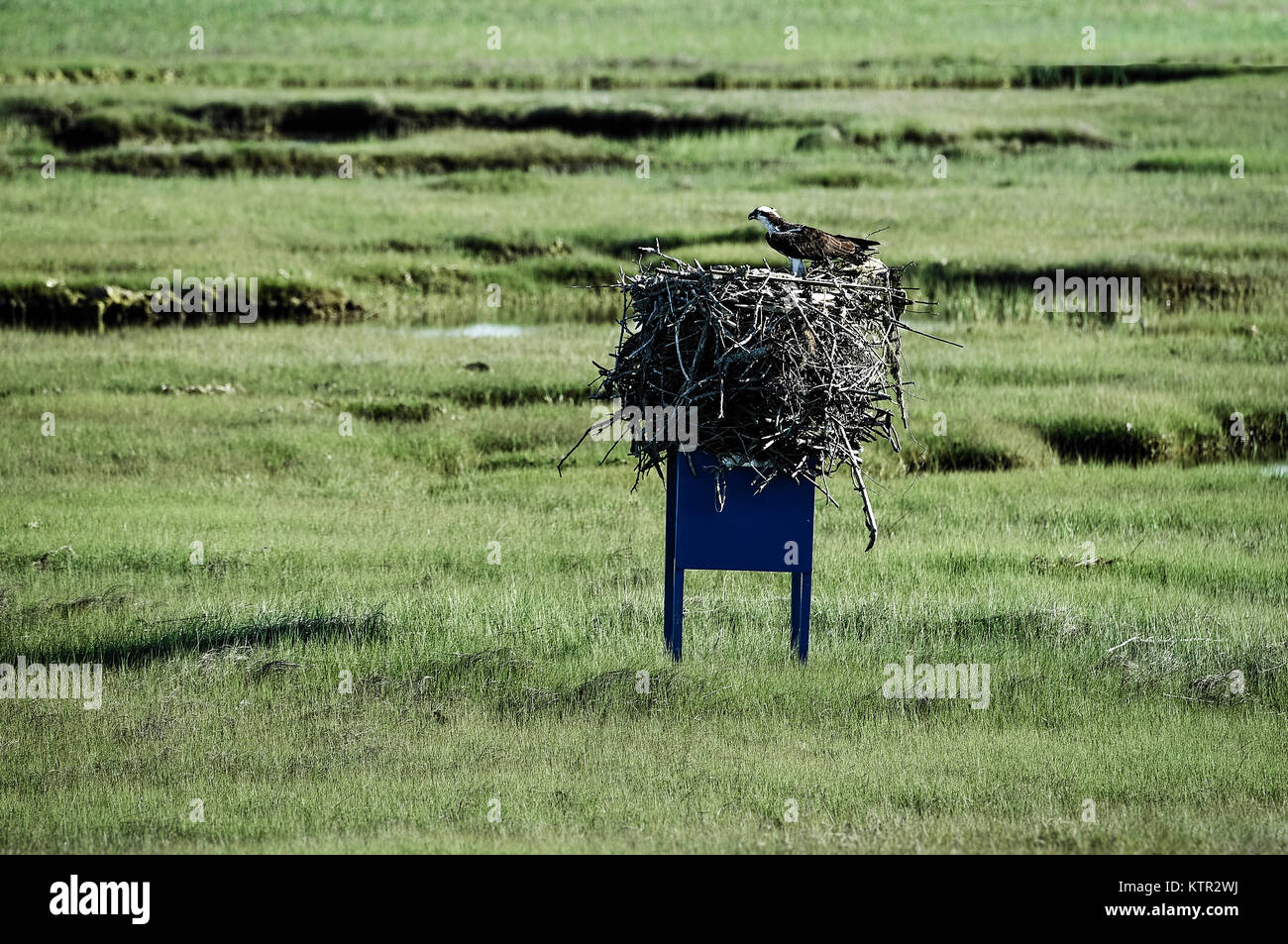 Osprey nest in a wetland meadow, Cape Cod, Massachusetts, USA. Stock Photo