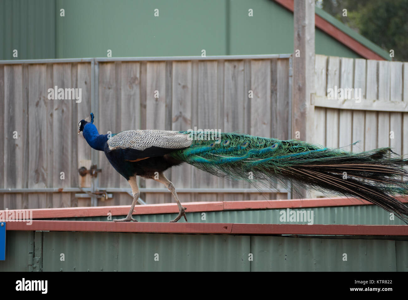 peacock in an australian zoo Stock Photo