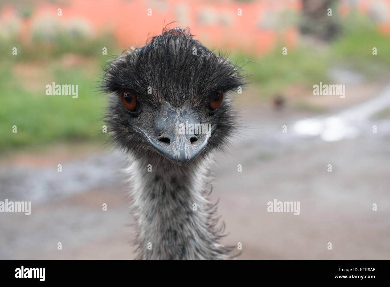 emu in an australian zoo Stock Photo