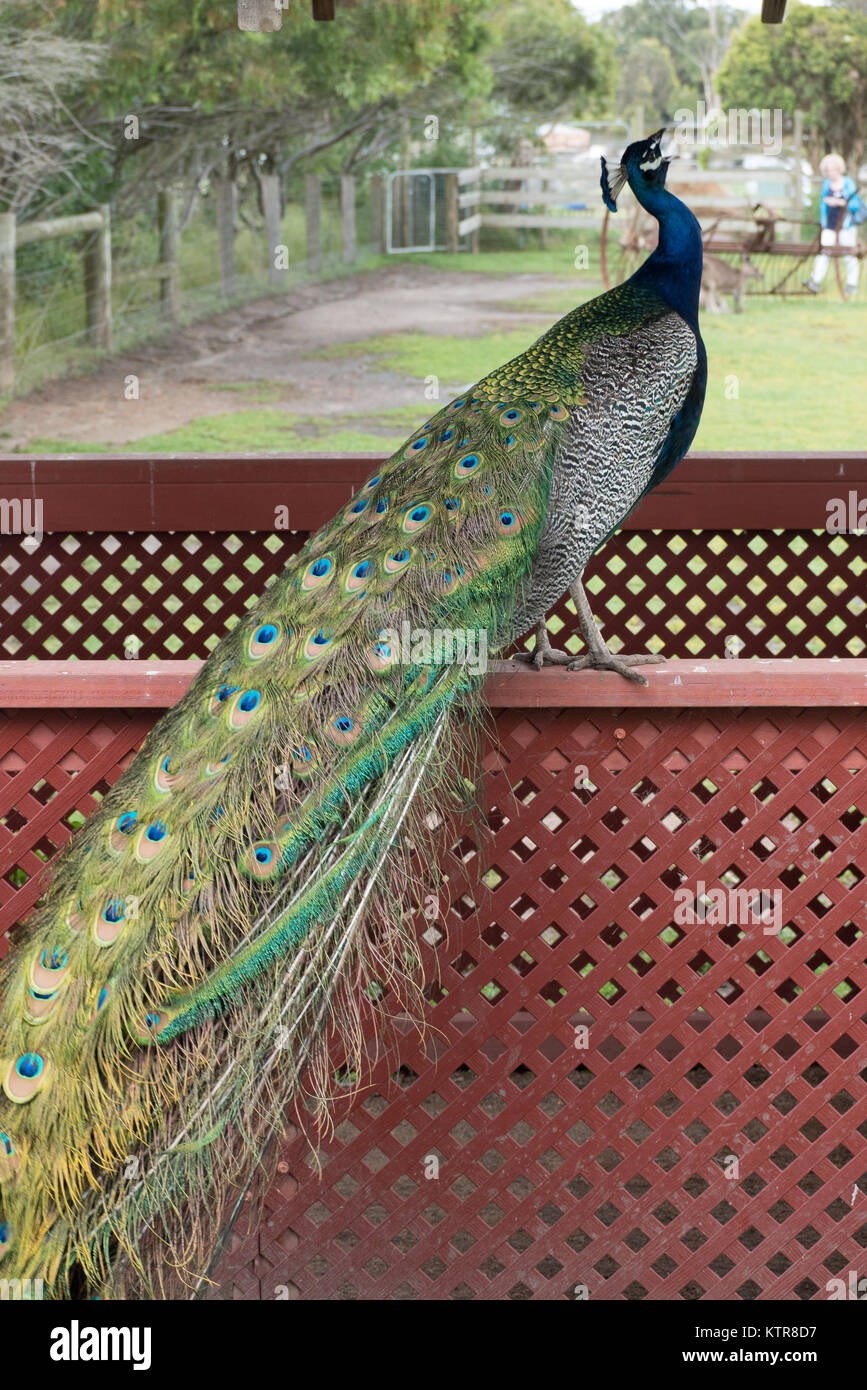 peacock in an australian zoo Stock Photo Alamy