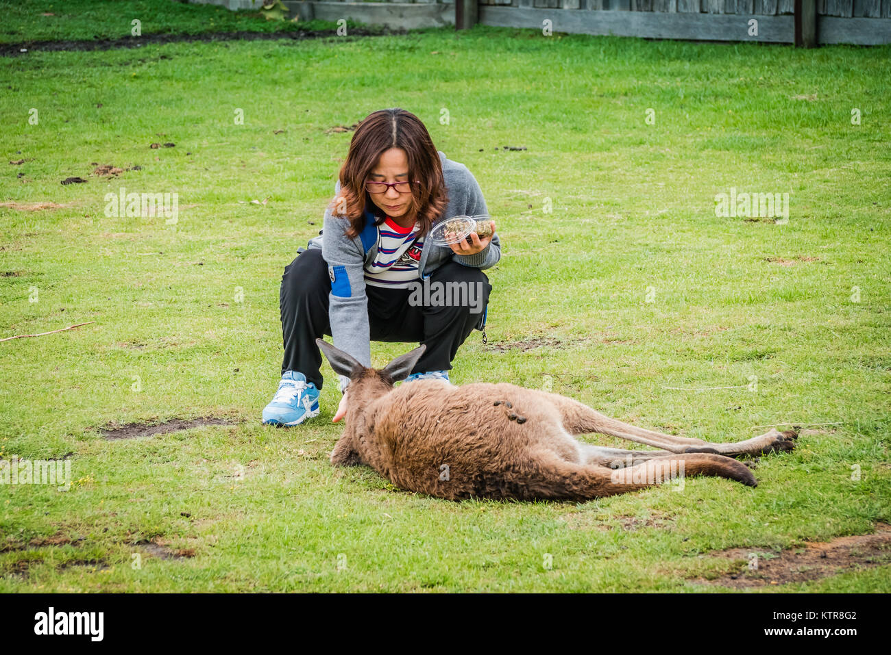 kangaroo in an australian zoo Stock Photo