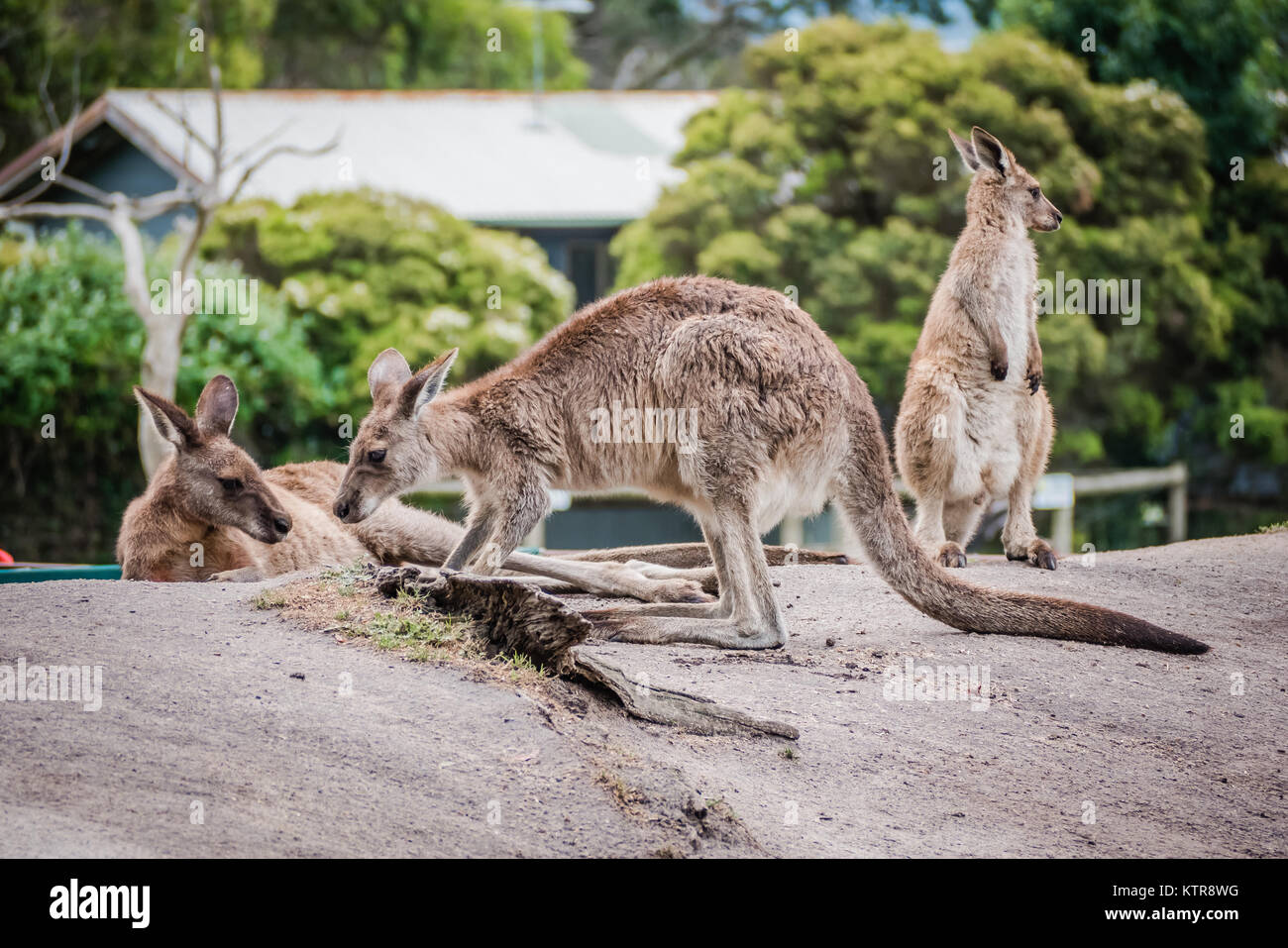 kangaroo in an australian zoo Stock Photo