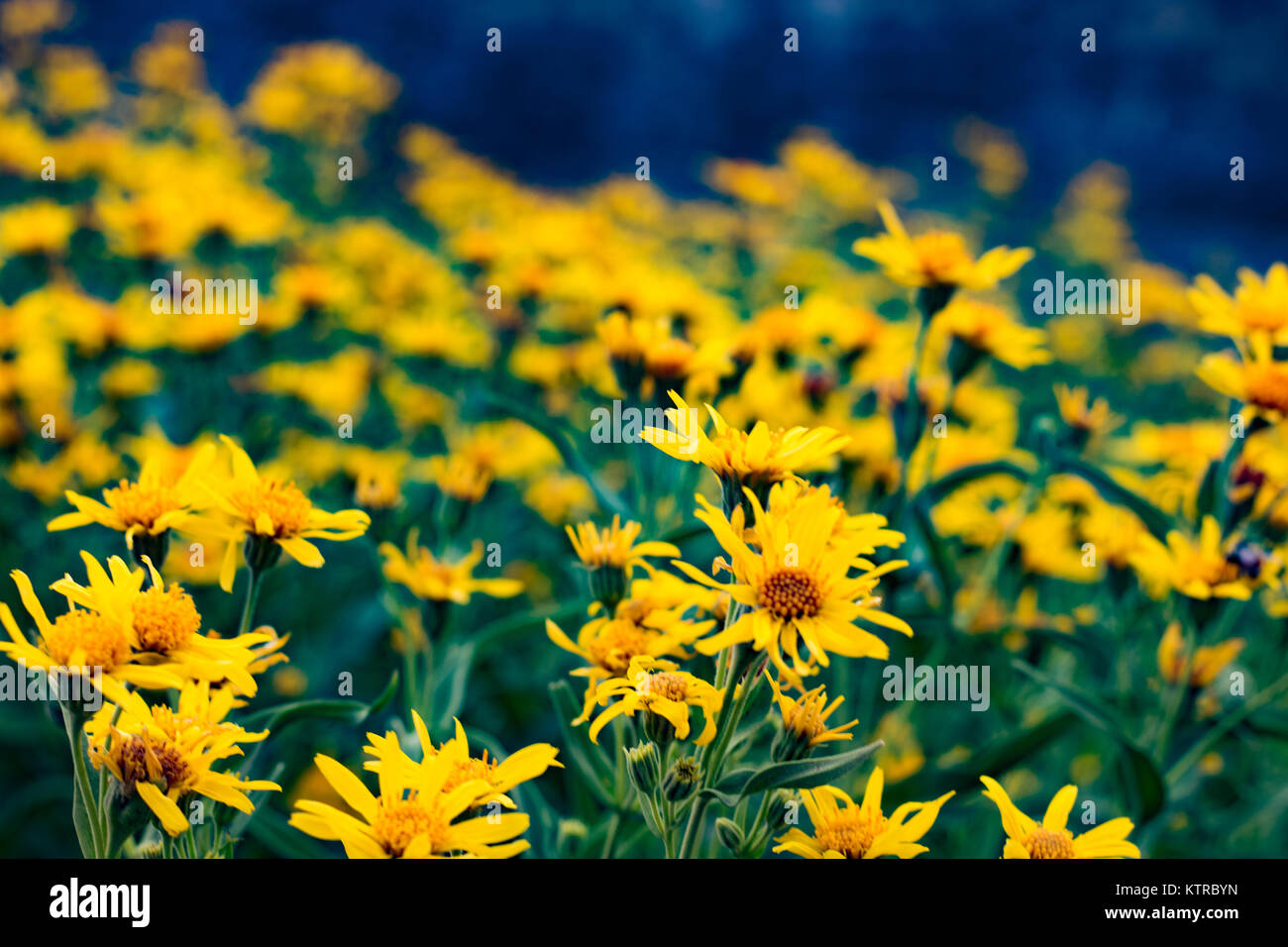 Yellow Wildflowers in Glacier National Park, Montana Stock Photo Alamy