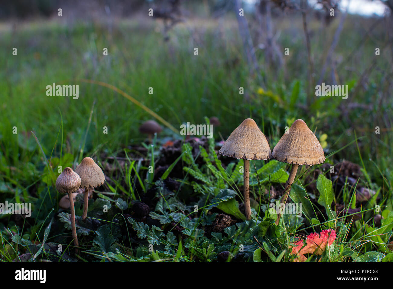 Colony of mushrooms in a meadow. Stock Photo