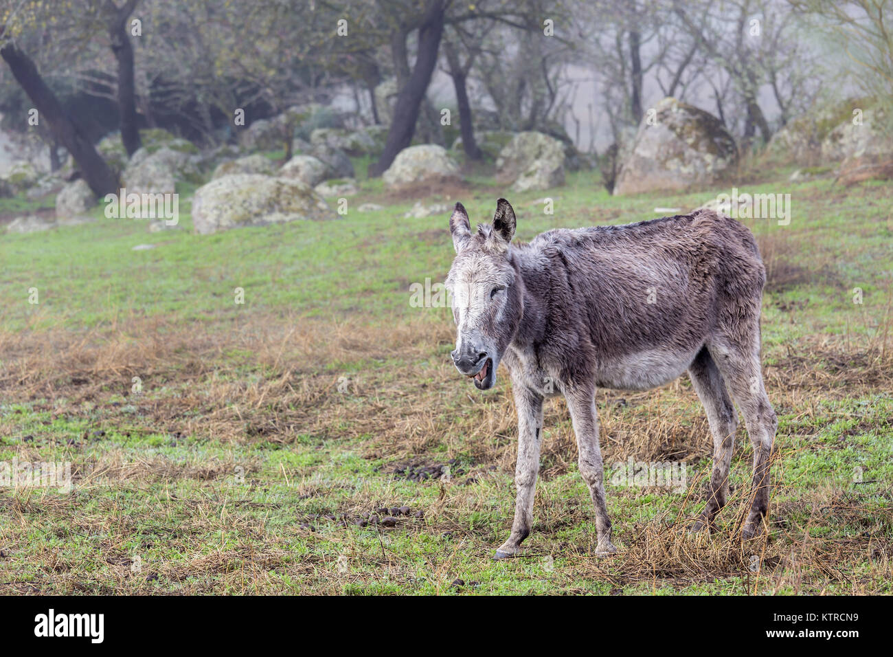 Braying donkey. Stock Photo
