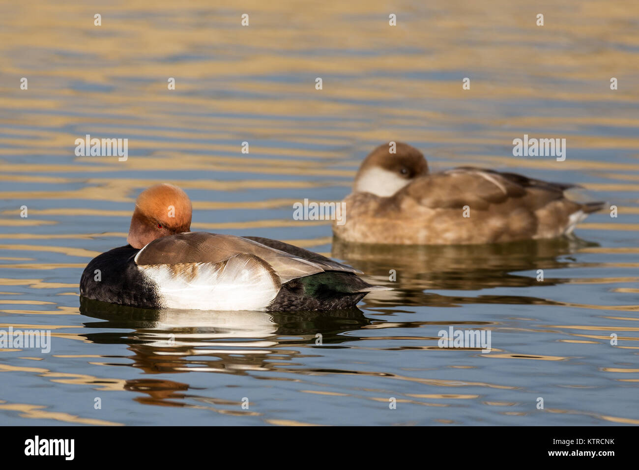 Ducks photographed in the Tablas de Daimiel National Park. Spain. Stock Photo