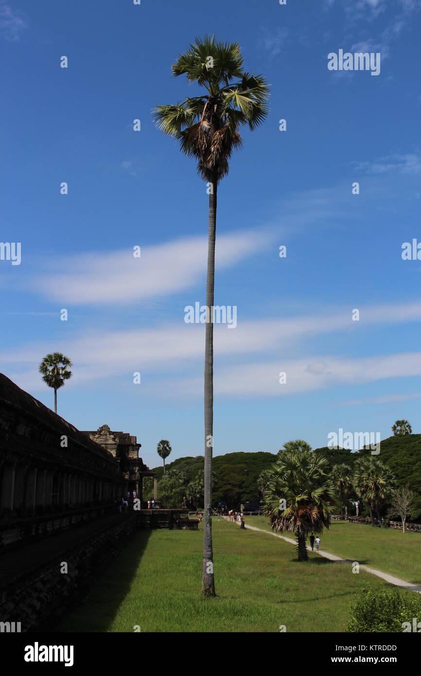 Tree in the gardens of Angkor Wat Temple, Cambodia Stock Photo