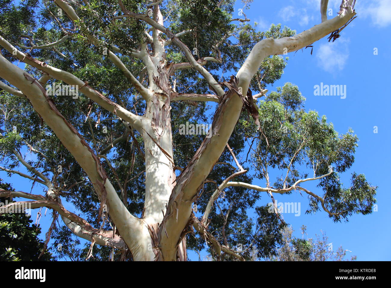 Tree from the Royal Botanic Gardens, Sydney, Australia Stock Photo Alamy