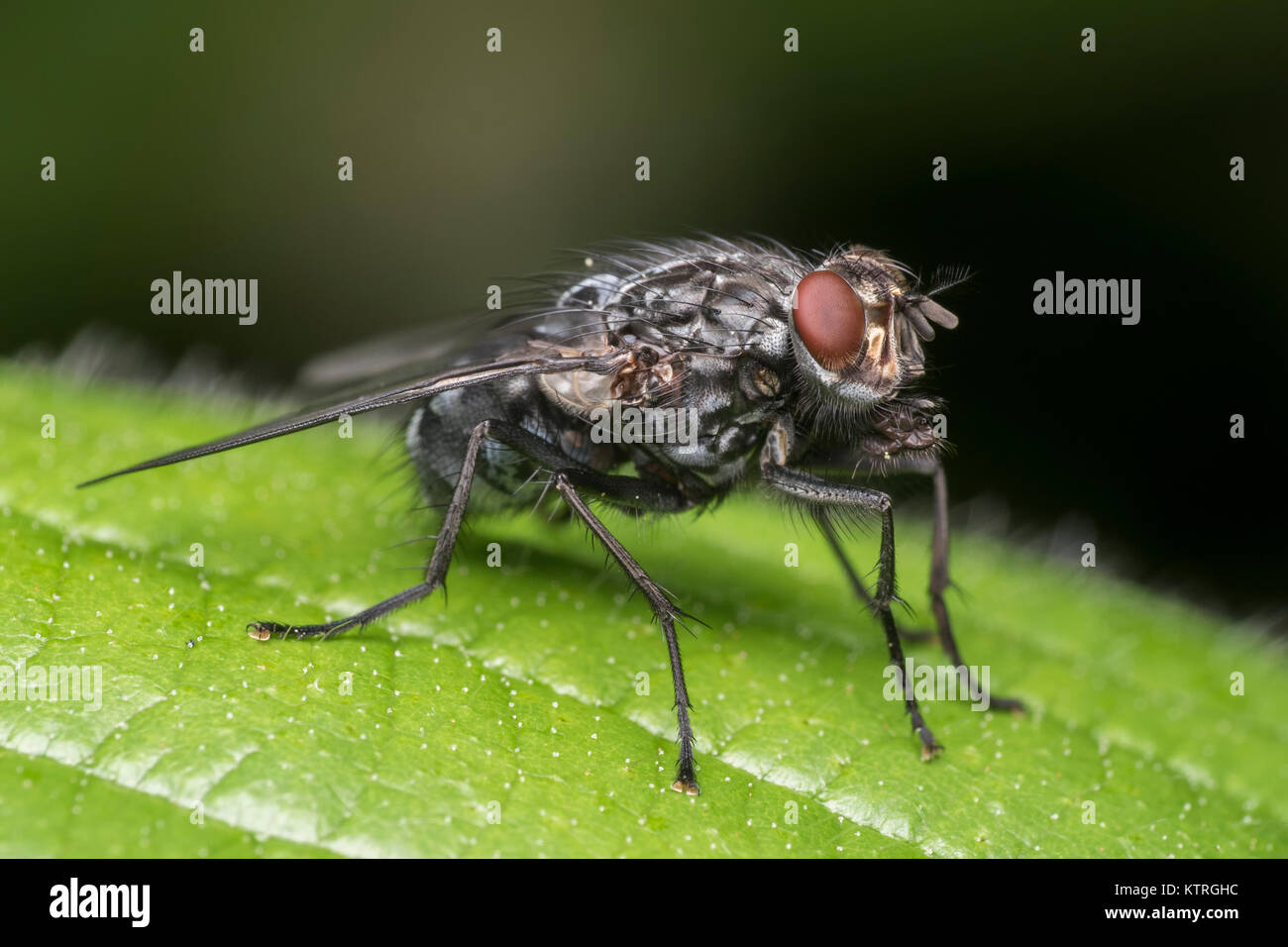 Flesh Fly (Sarcophaga sp.) resting on a leaf in woodland. Cahir, Tipperary, Ireland Stock Photo