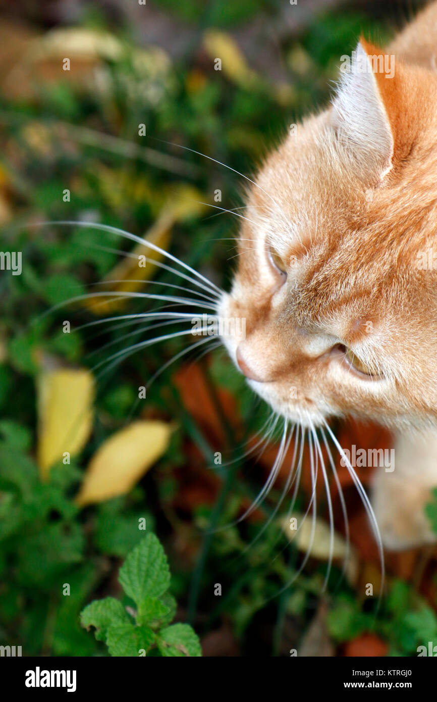 Yellow cat whiskers close up Stock Photo